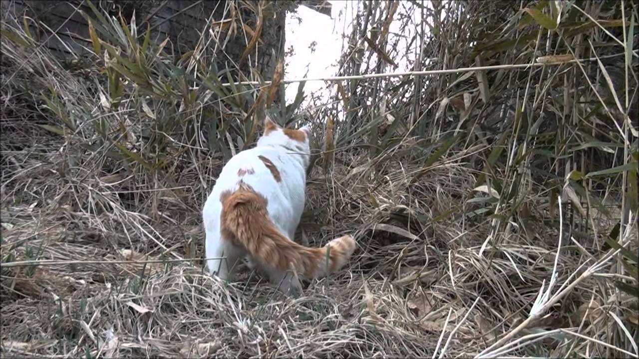 シロ の散歩 SHIRO walk
