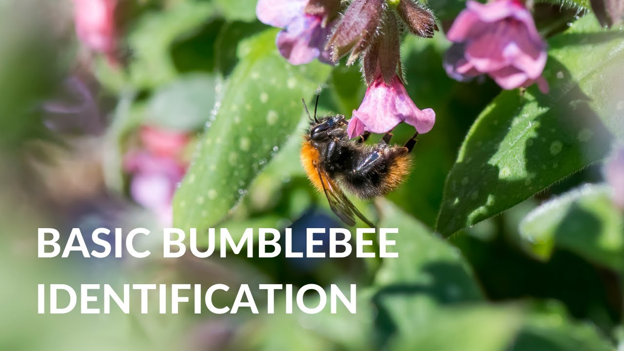 BUMBLEBEE IDENTIFICATION » How to ID the 'Big 8'