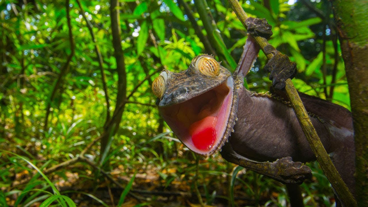 How to Photograph Rainforest Wildlife | Wildlife Photography Tips