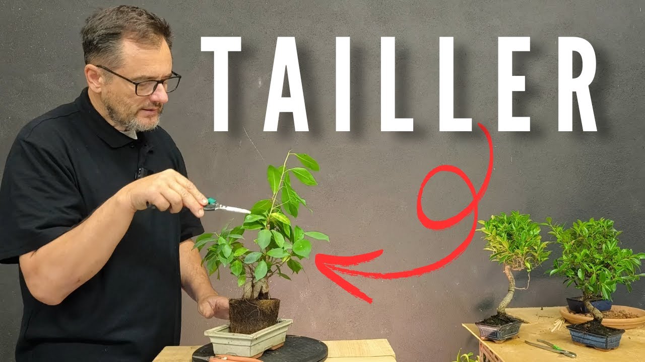 COMMENT TAILLER son BONSAÏ FICUS (@vitalbonsai)