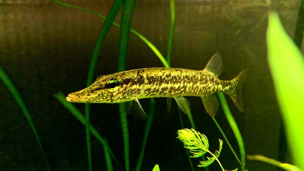 Caught Not Bought: Micro Swamp Muskie Planted Tank Build!!! (Redfin Pickerel)