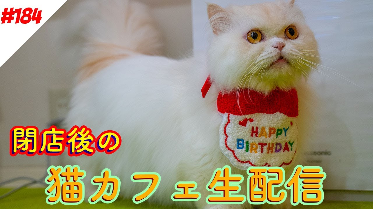#184  営業終了後の猫カフェ生配信Virtual catcafe tour