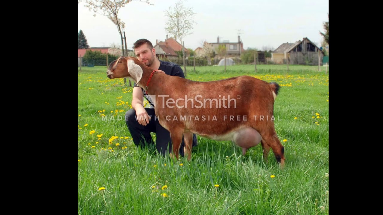 NOE  ANGLONUBIAN GOATS