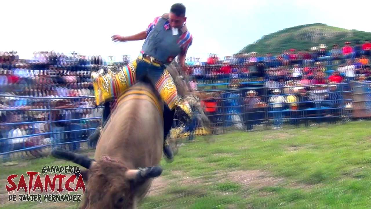 EL CACHAS DE ORO!! EN EL NARANJILLO GUANAJUATO