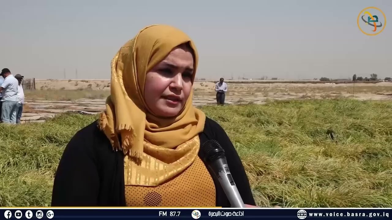 مديرية زراعة البصرة تعلن عن نجاح تجربة زراعة رز العنبر بطريقة الري بالتنقيط..