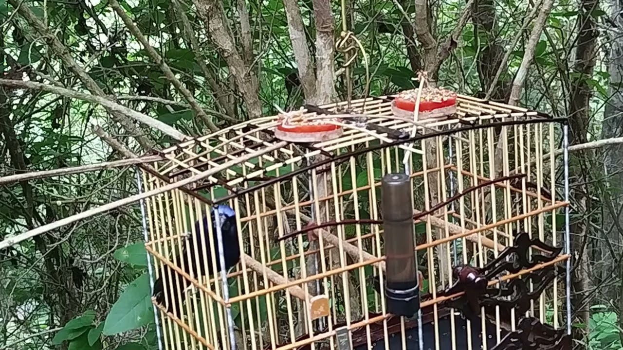 Azulão Atrevido hoje dia 13/07/2025 Agradecer a Deus por mais uma oportunidade prop Barbosa 