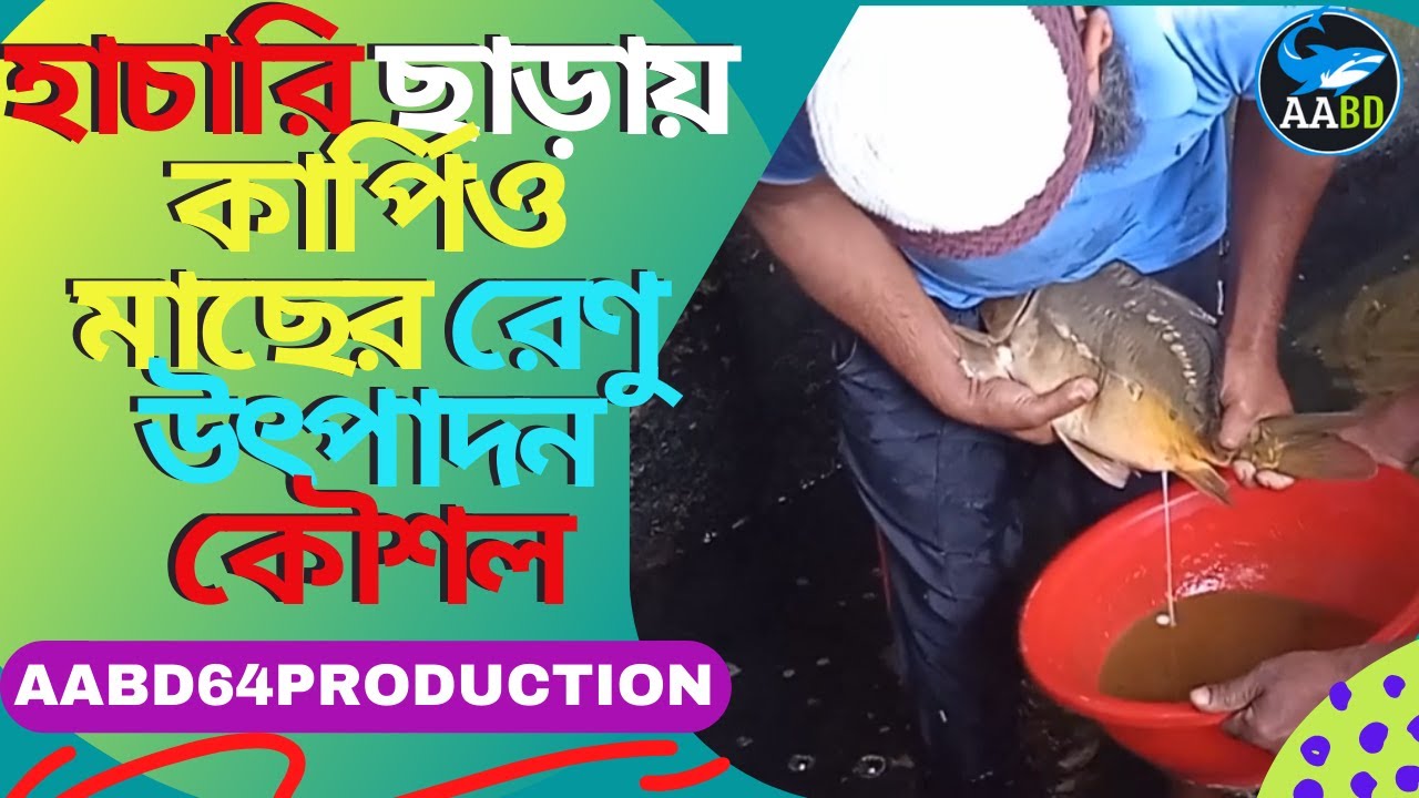 হাচারি ছাড়ায় বিনা খরচে কার্পিও মাছের রেণু উৎপাদন কৌশল (Productionof Carpio Spawn Without Hatchery)