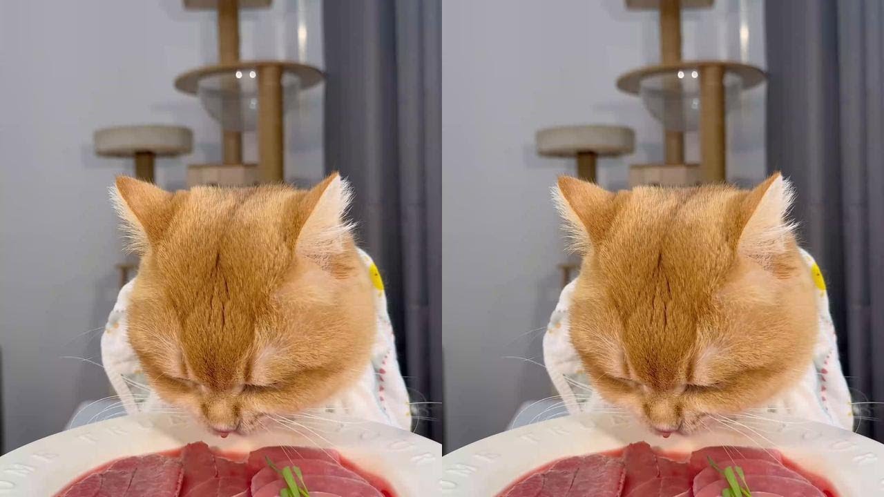 Big meat everywhere. Little cat eats. Foodie cat. Video of kitten eating. Dinner cat. Cat