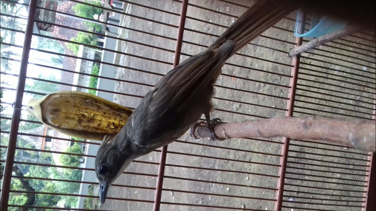 Cucak Jenggot Sumatra Full Tembaan