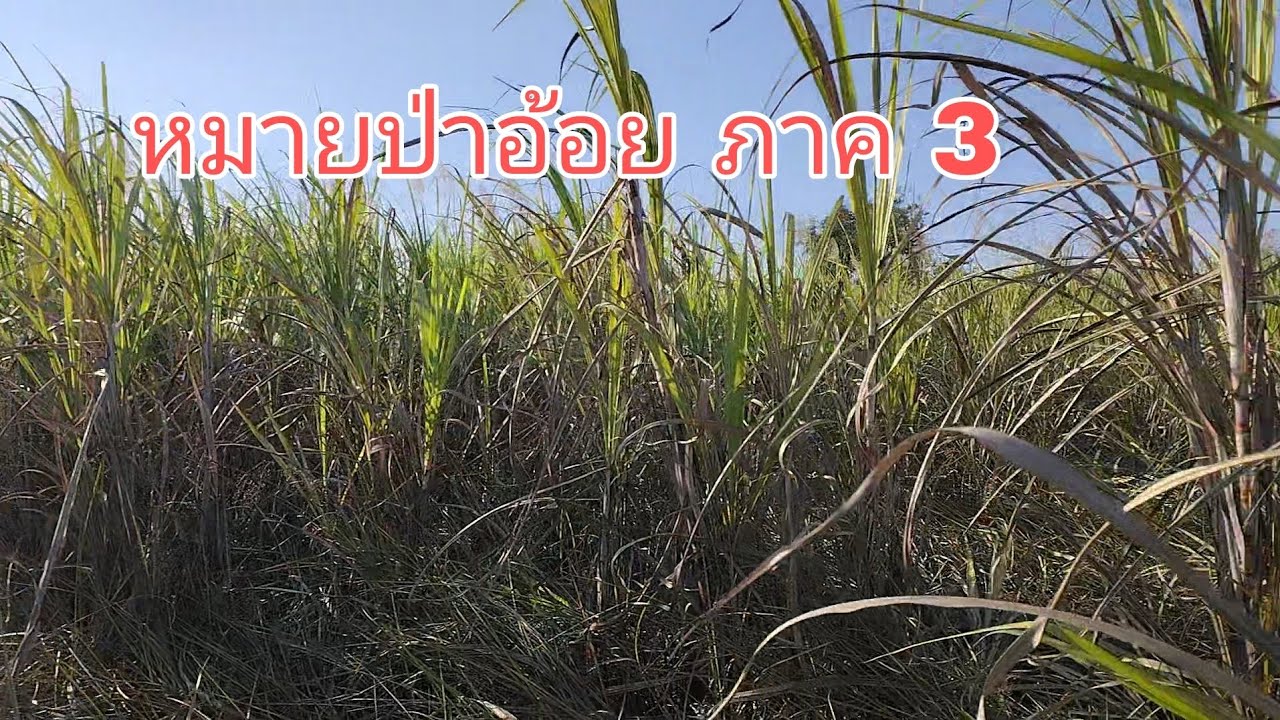 ดักหนูในวันหนาวจัด จัดไปหลาก หลายเหยื่อ 