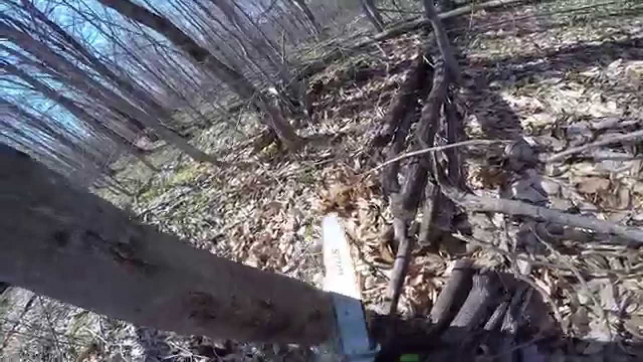 How To Cut a Leaning or Snagged Tree