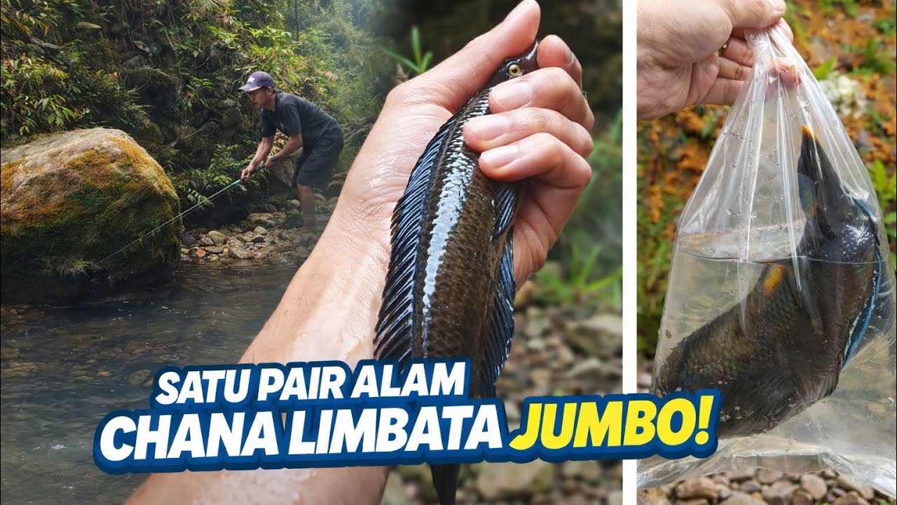 STRIKE...!! LIMBATA SUPER BABON 🎣🔥 
