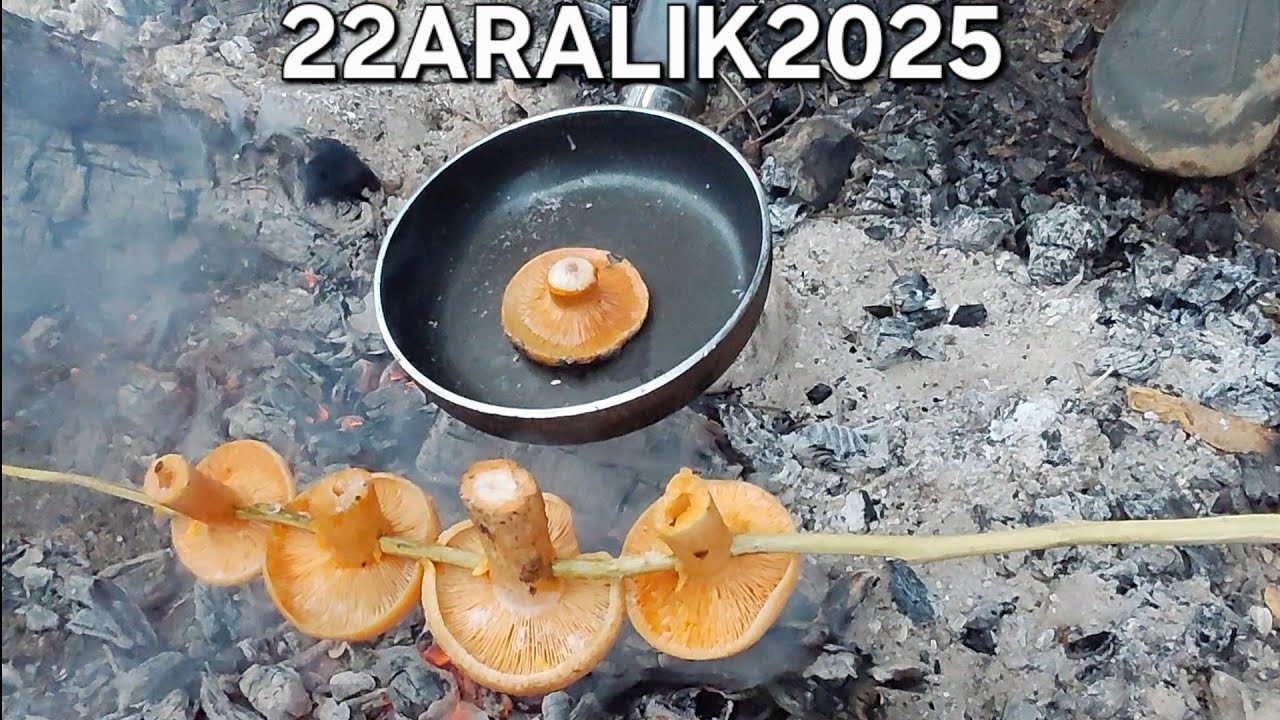KANLICA MANTARI TOPLAMA VE EKMEK ARASI MANTAR=BOLU