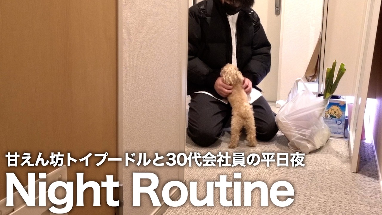 【ナイトルーティン】甘えん坊トイプードルと30代会社員の平日夜