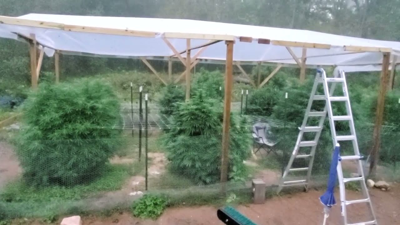 Weed Farm Holding up For Now  - #Rain on my #Weed | #Shorts #Cannabis