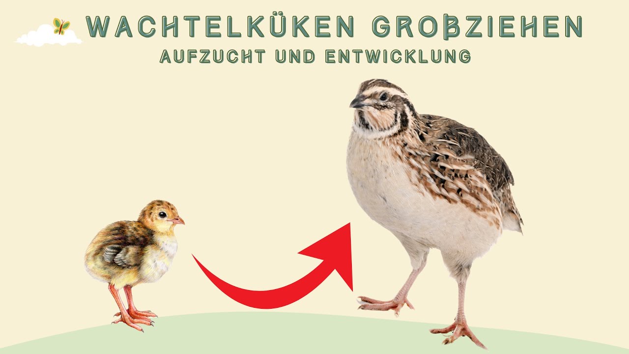 Wachtelküken großziehen Aufzucht und Entwicklung