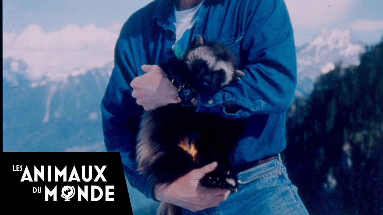 Le glouton - Les montagnes rocheuses - Canada - champions de la nature