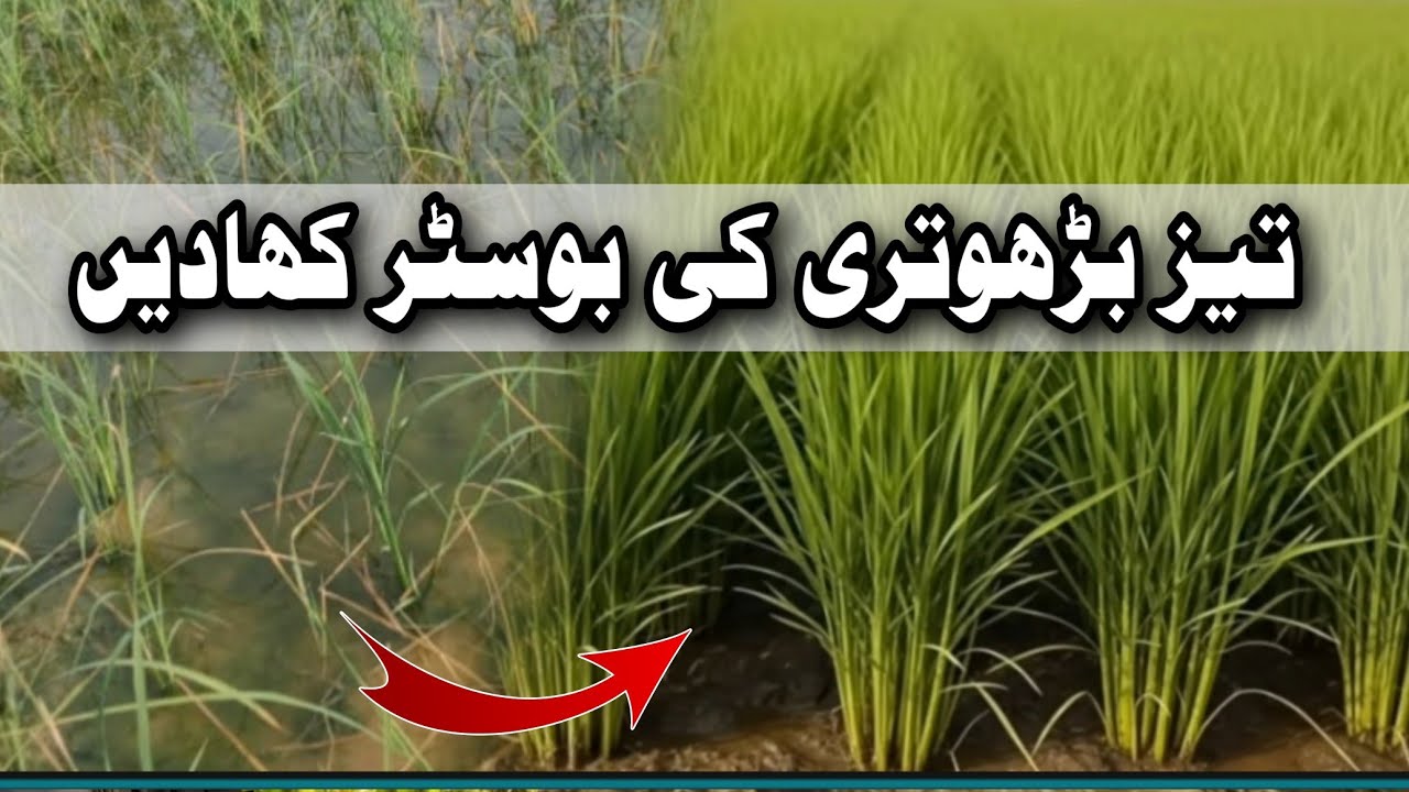   Best fertilizer for rice production || Kalle kaise badhaye || tillering in paddy. 