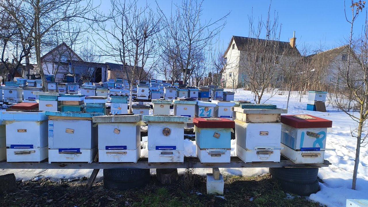 Бджоли з'їли канді.  Проблемна бджолородина певно загине !