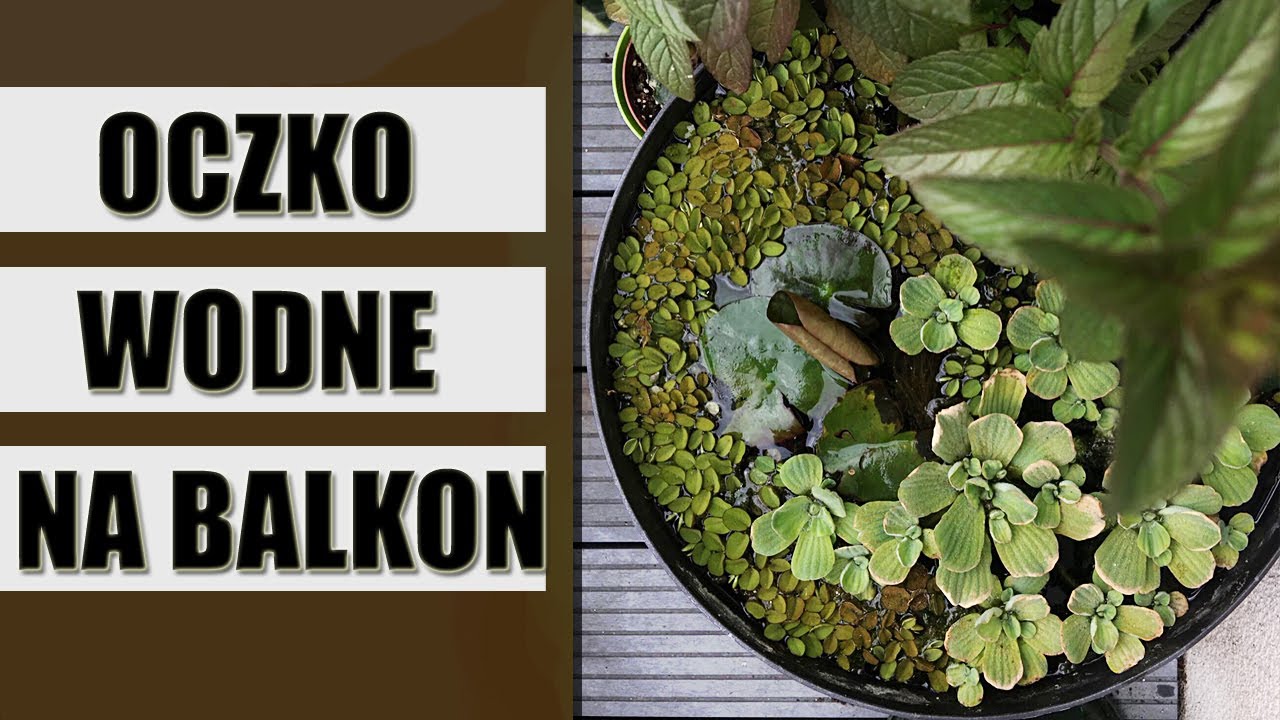 OCZKO WODNE na balkon Krok po kroku