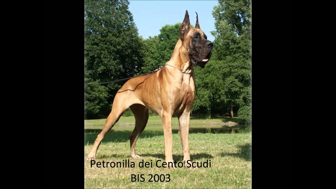 90ans Doggen Club de France - Club Français du Dogue Allemand