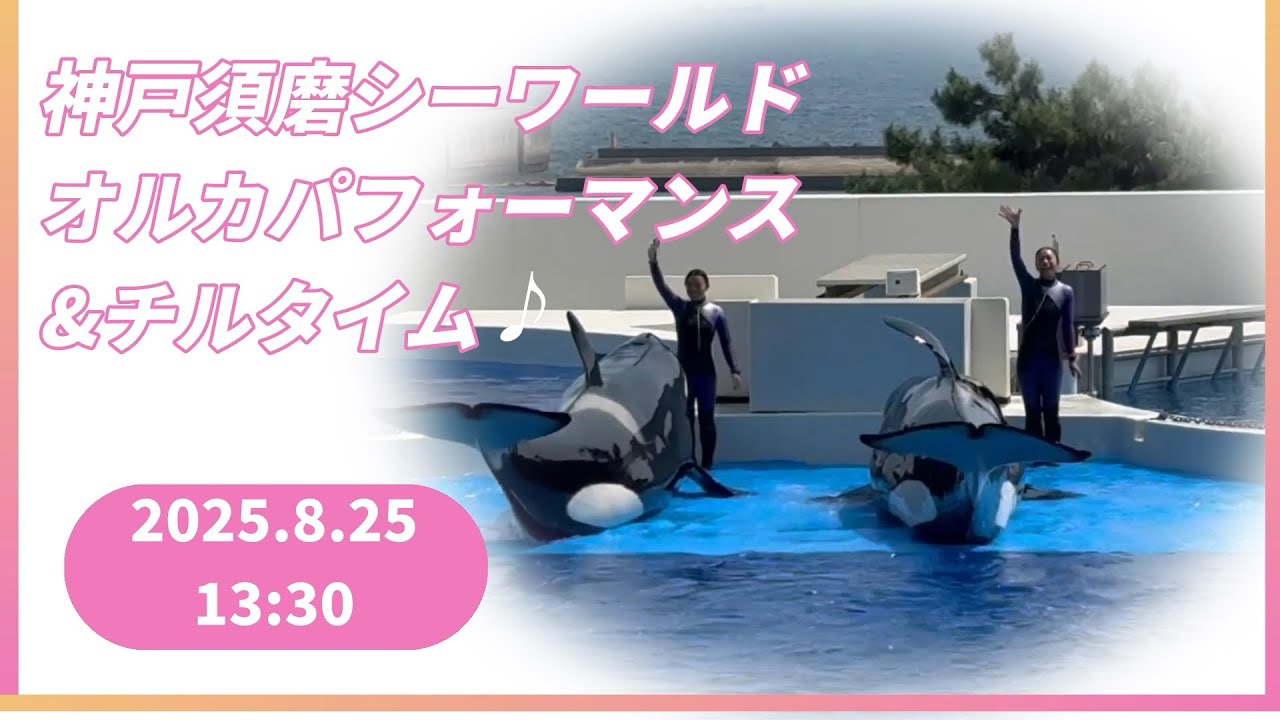 神戸須磨シーワールド　オルカパフォーマンス　&チルタイム♪ 2025.8.25 13:30
