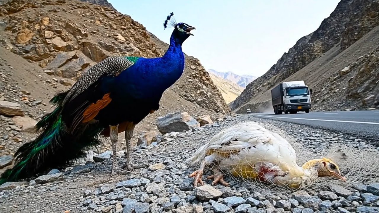 When a man rescues a Peacock Chick entangled in a net, feed and give them first aid treatment