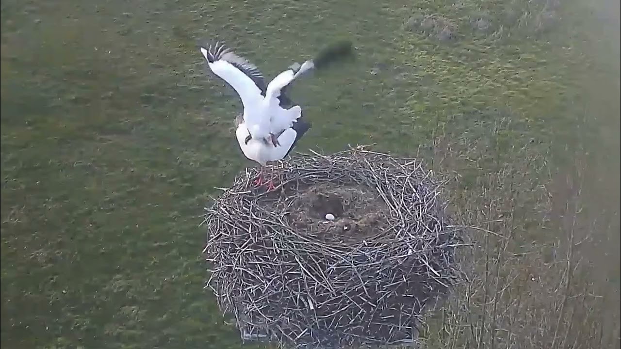 🥚Ida & Fritzi -  Bislich Storch, DE - 15 03 2026