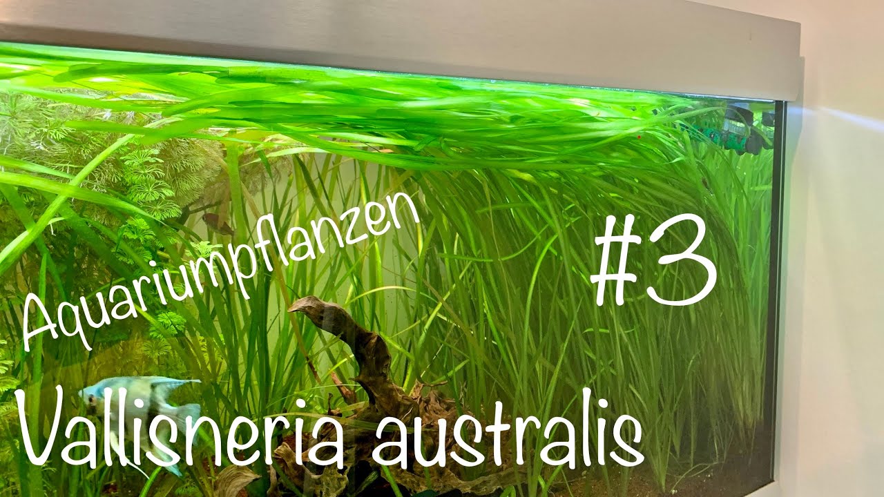 Riesen Vallisnerie | Vallisneria australis | Aquariumpflanzen #3