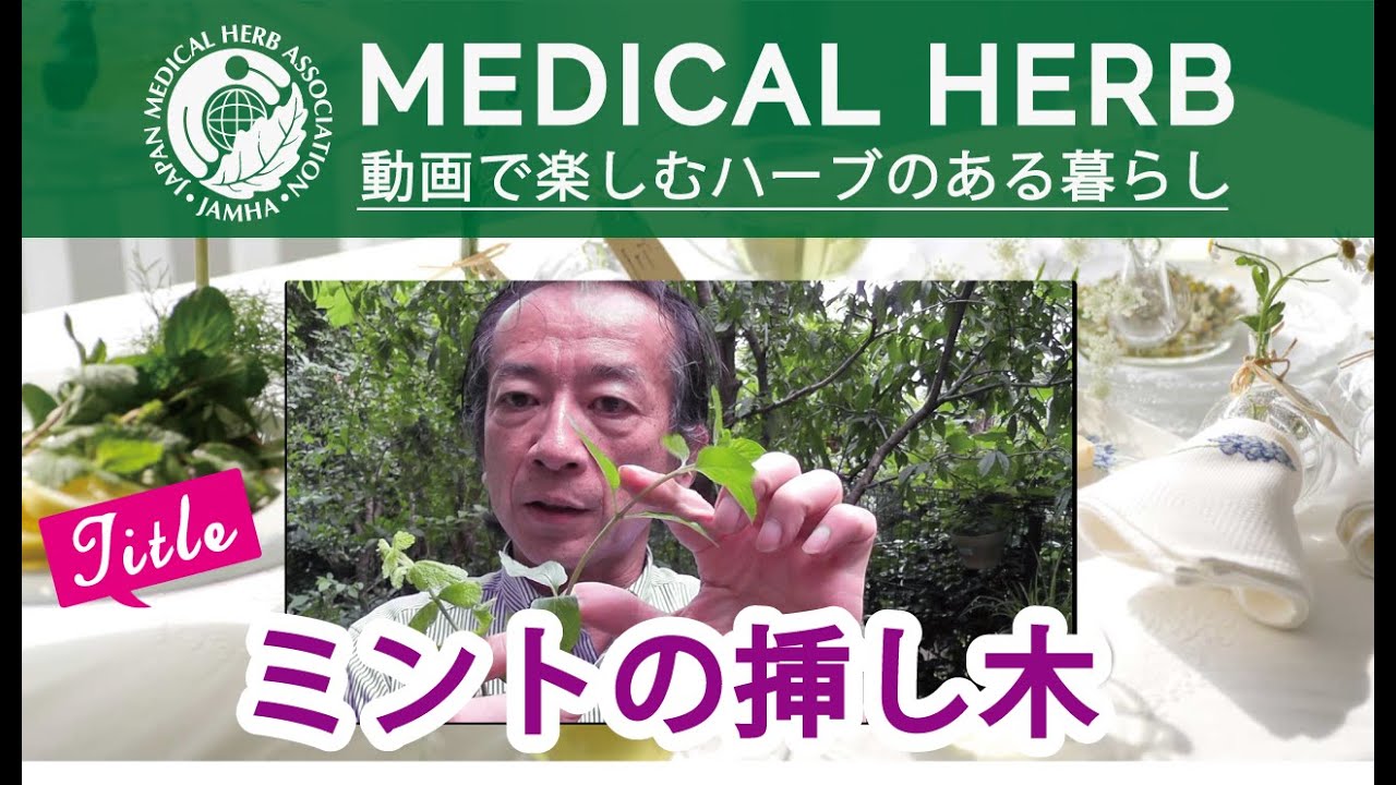 ミントの挿し木（草本類）について