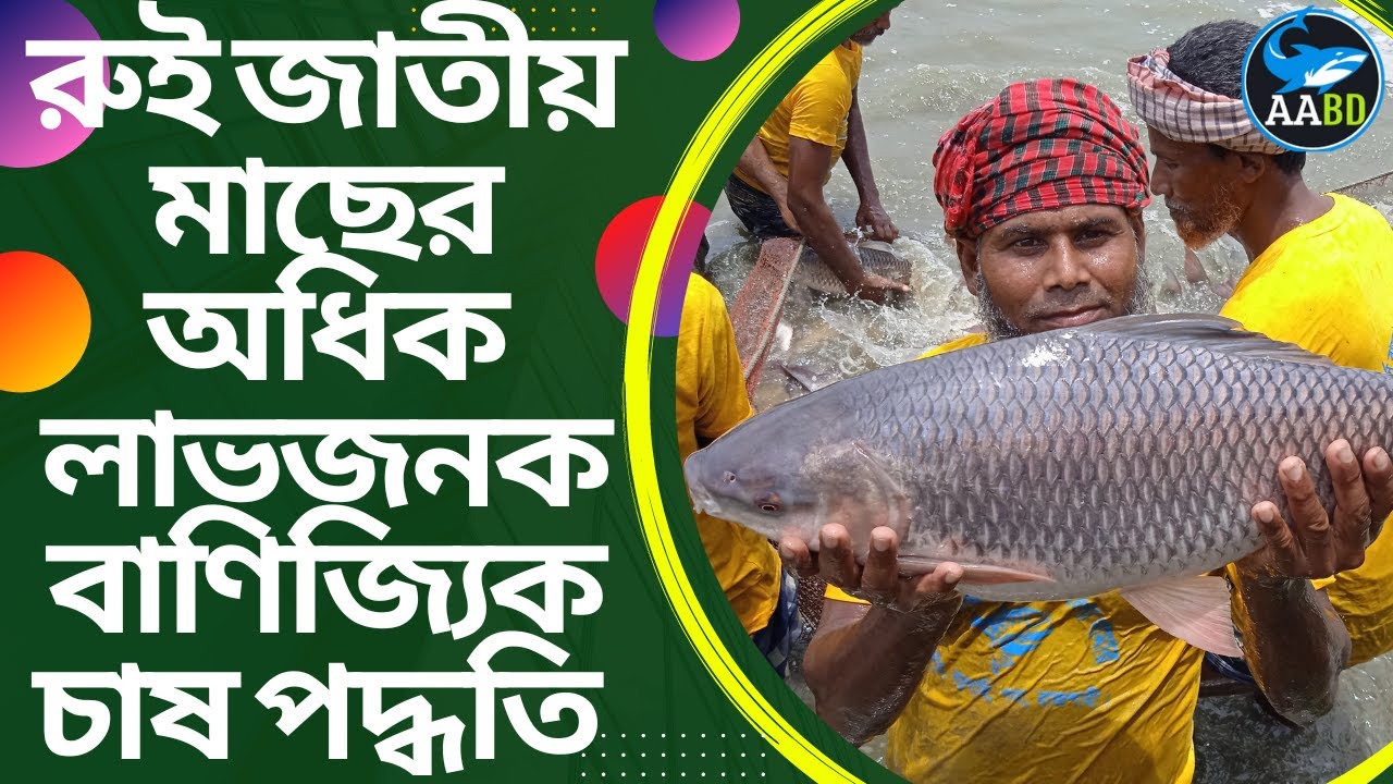 রুই জাতীয় মাছের অধিক লাভজনক বাণিজ্যিক চাষ পদ্ধতি (High Profitable Commercial Culture of Rui)