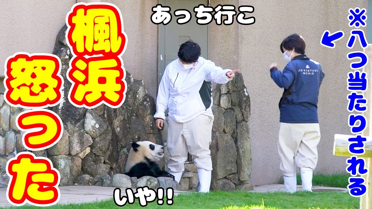 ナカ飼育員には一目おいてる楓浜😍他の飼育員さんには超強気😂
