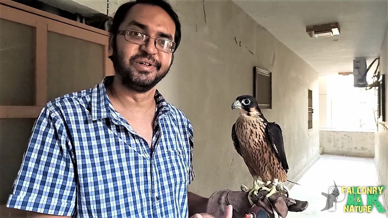 Black Shaheen Falcon (Dark) | Information and Price in Pakistan