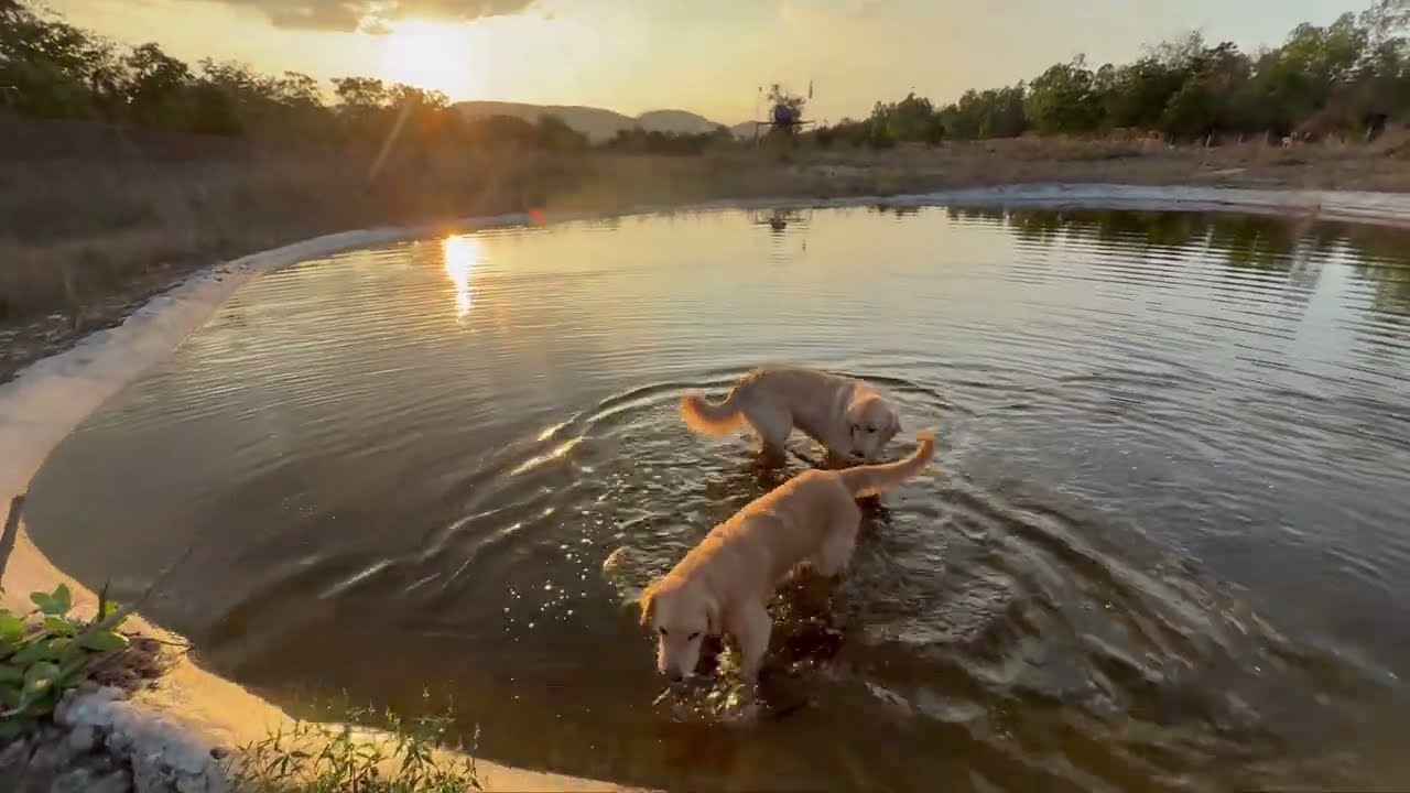 Sexy Dance, Arguing Emus, Snakes, Lizards and Golden Retrievers