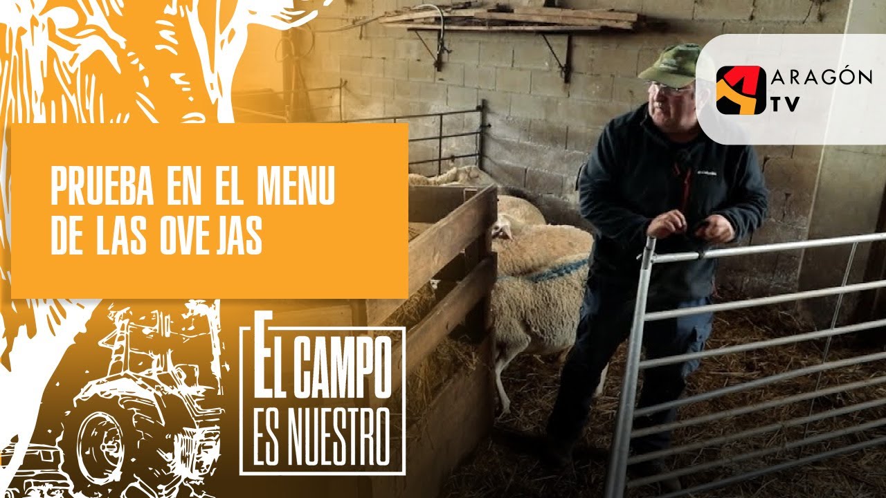 Pruebas en el menú de las ovejas