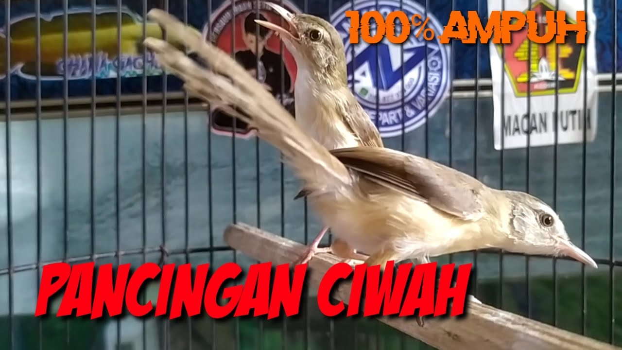 PANCINGAN CIBLEK SAWAH ( CIWAH) ngeklik, ngebrem dijamin 100% ampuh
