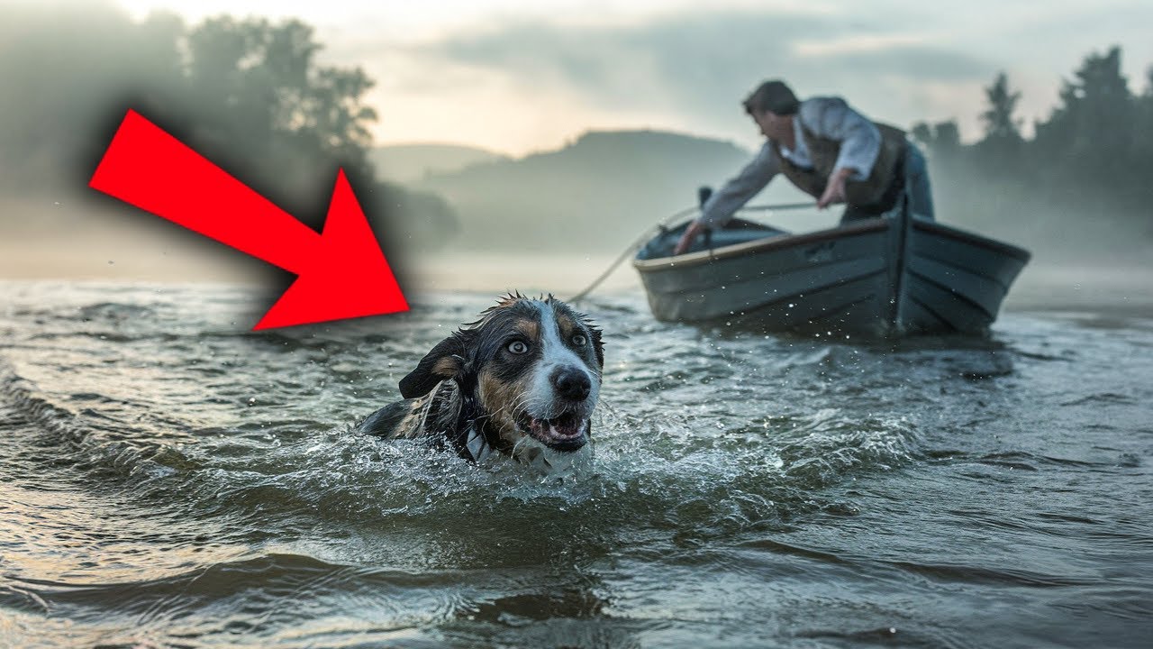 Sie warfen den Hund in den Fluss – doch er schwamm zum richtigen Boot