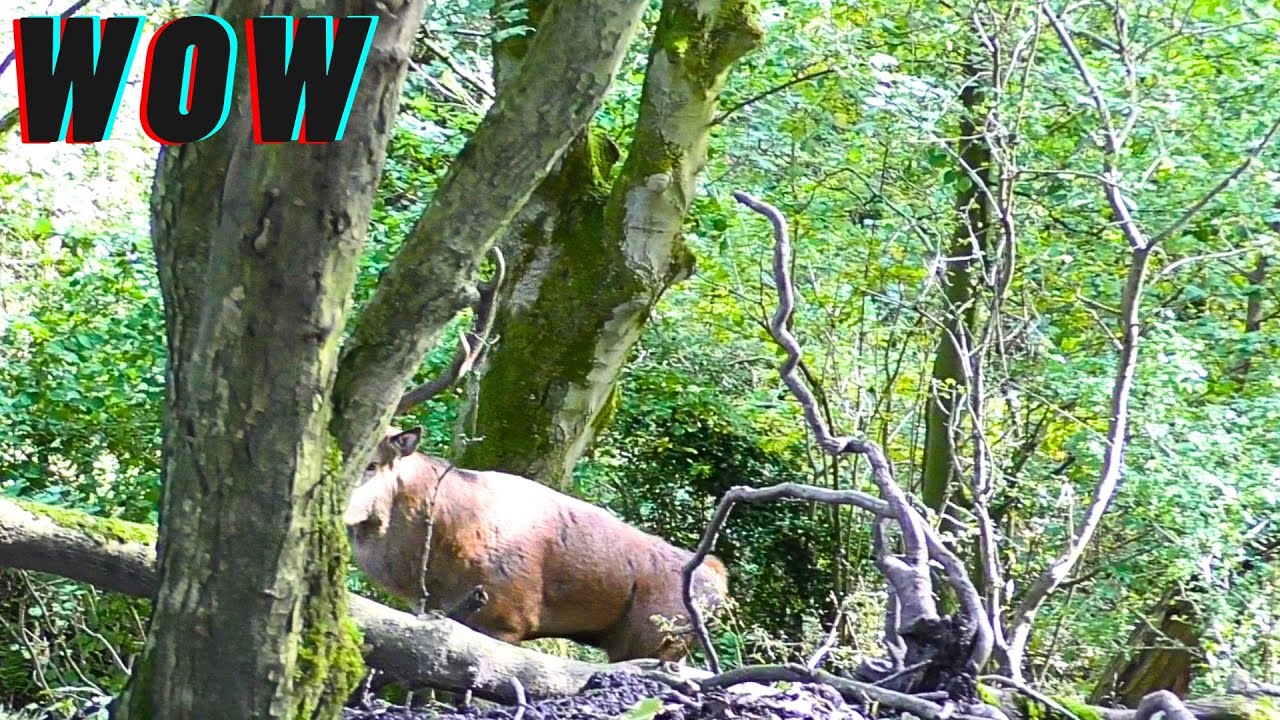 WOW Face to Face With Monster Old Red Stag!!!!!!
