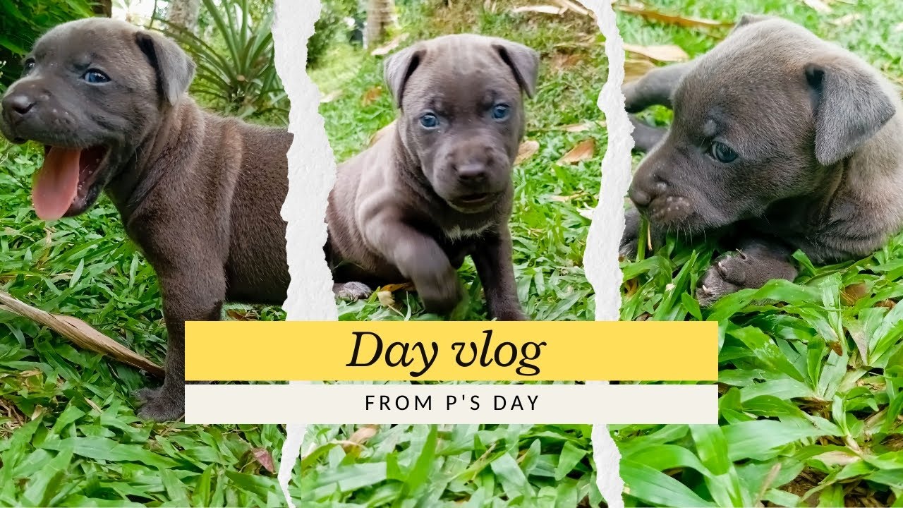 අද vlog එක කරේ මම නෙවෙයි 👀🐕