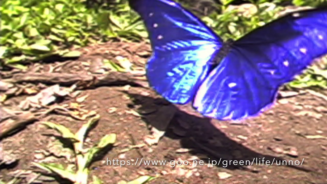 レテノールモルフォ　Rhetenor blue morpho