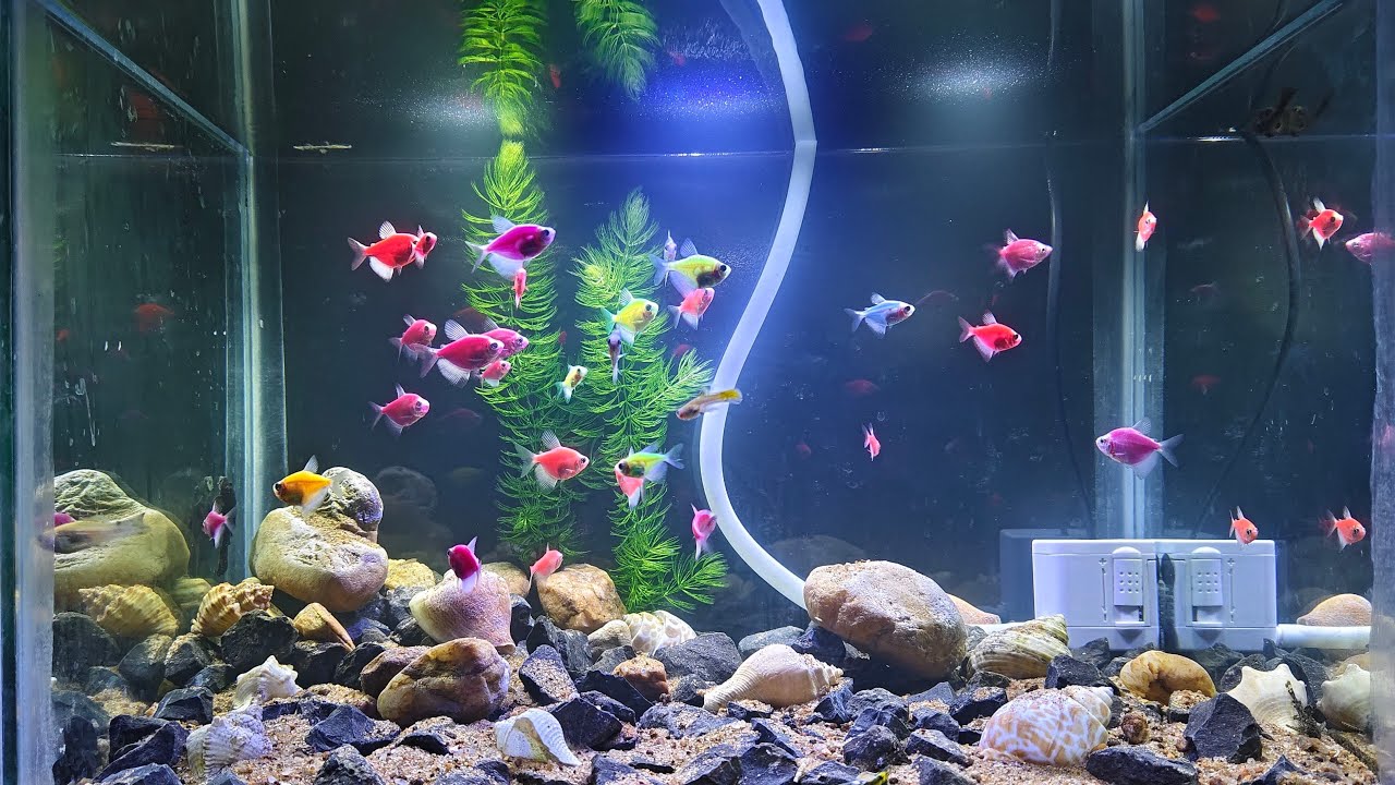 Mera fishes ka Chhota Sa Jannat,,,,🐟🐠😊 #fish #aquarium