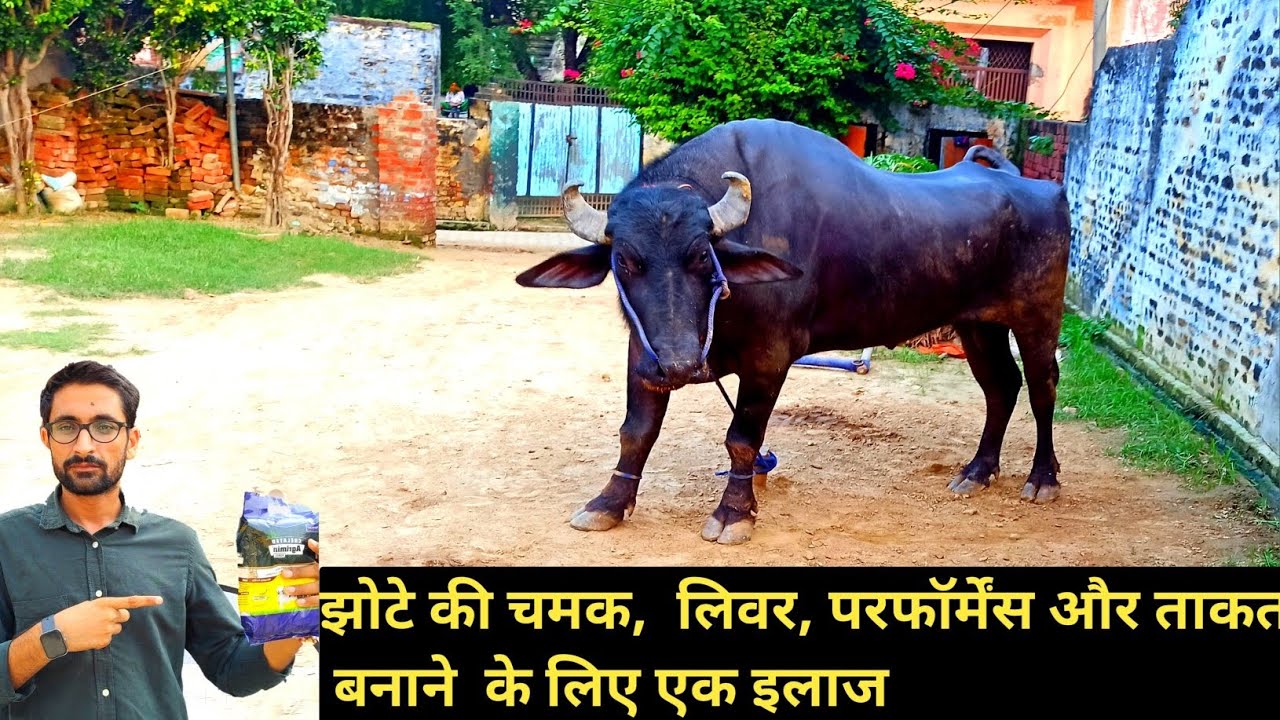 झोटे की चमक, लिवर, परफॉर्मेंस और ताकत बनाने  के लिए एक इलाज 