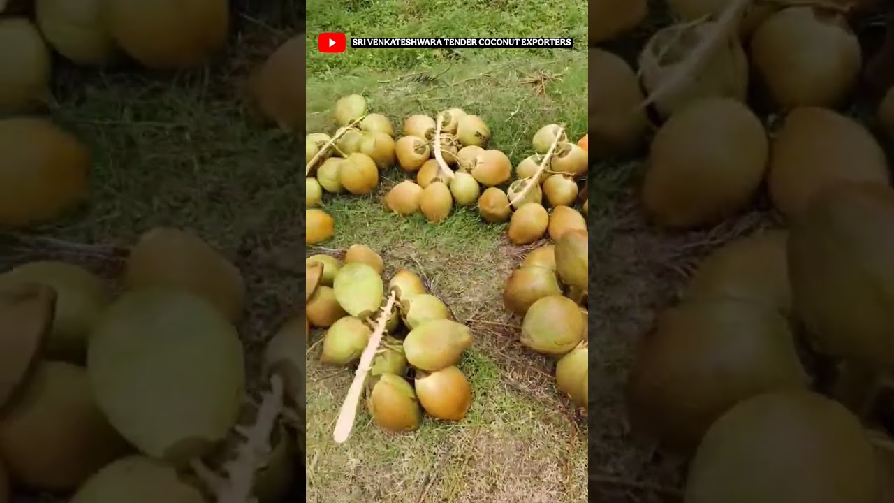 Karnataka tender coconuts #maddur #mandya #bangalore