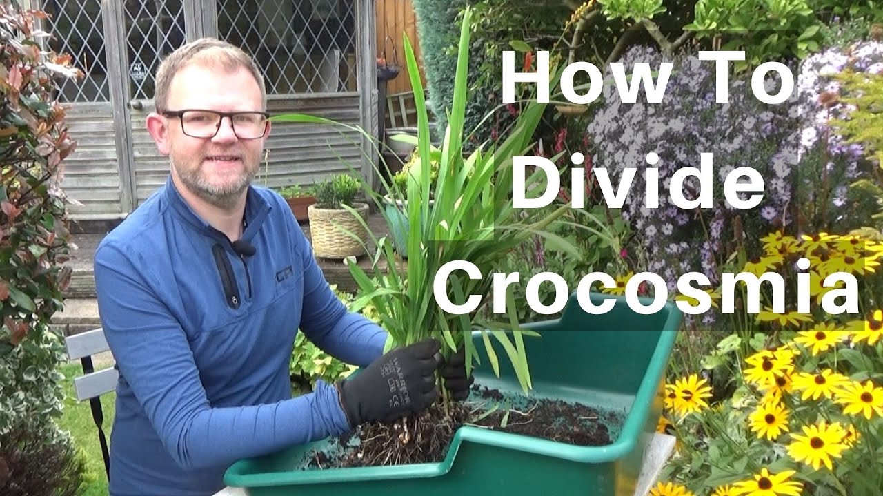 Dividing Crocosmia (Montbretia) in Pots | How & When to Divide Crocosmia | How to Split Crocosmias