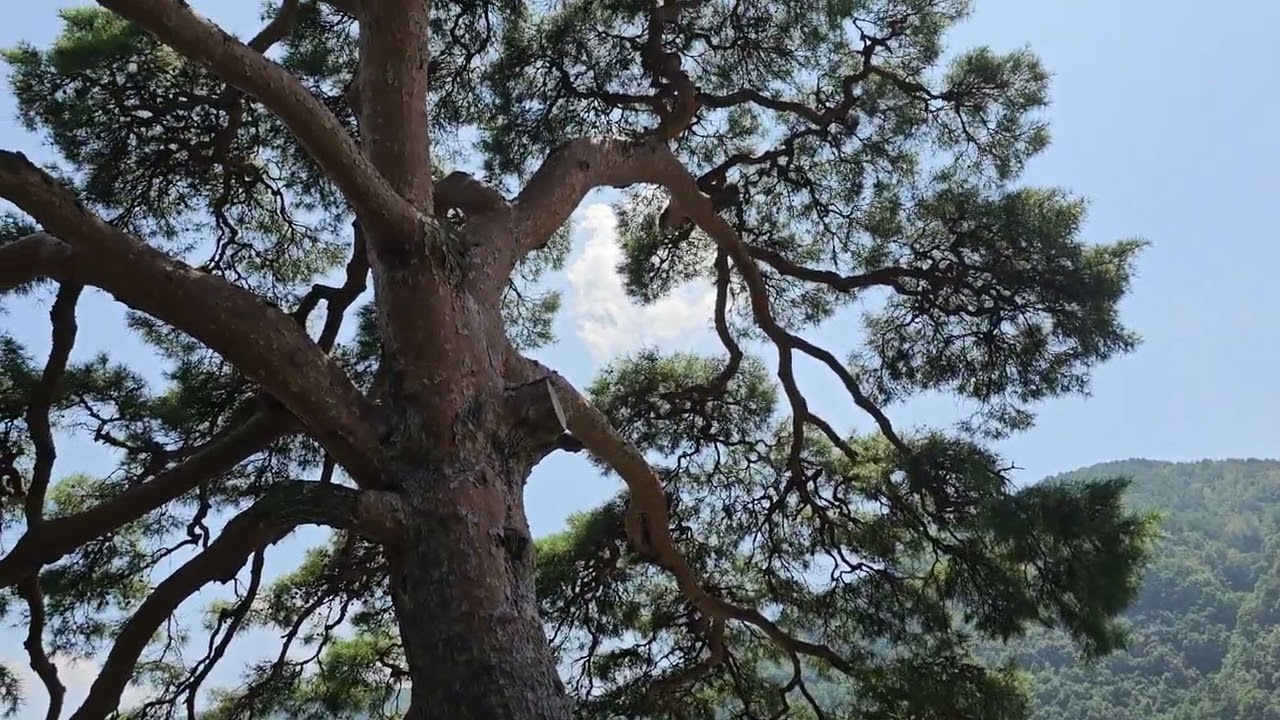 정선 동강 가수리 구경하세요