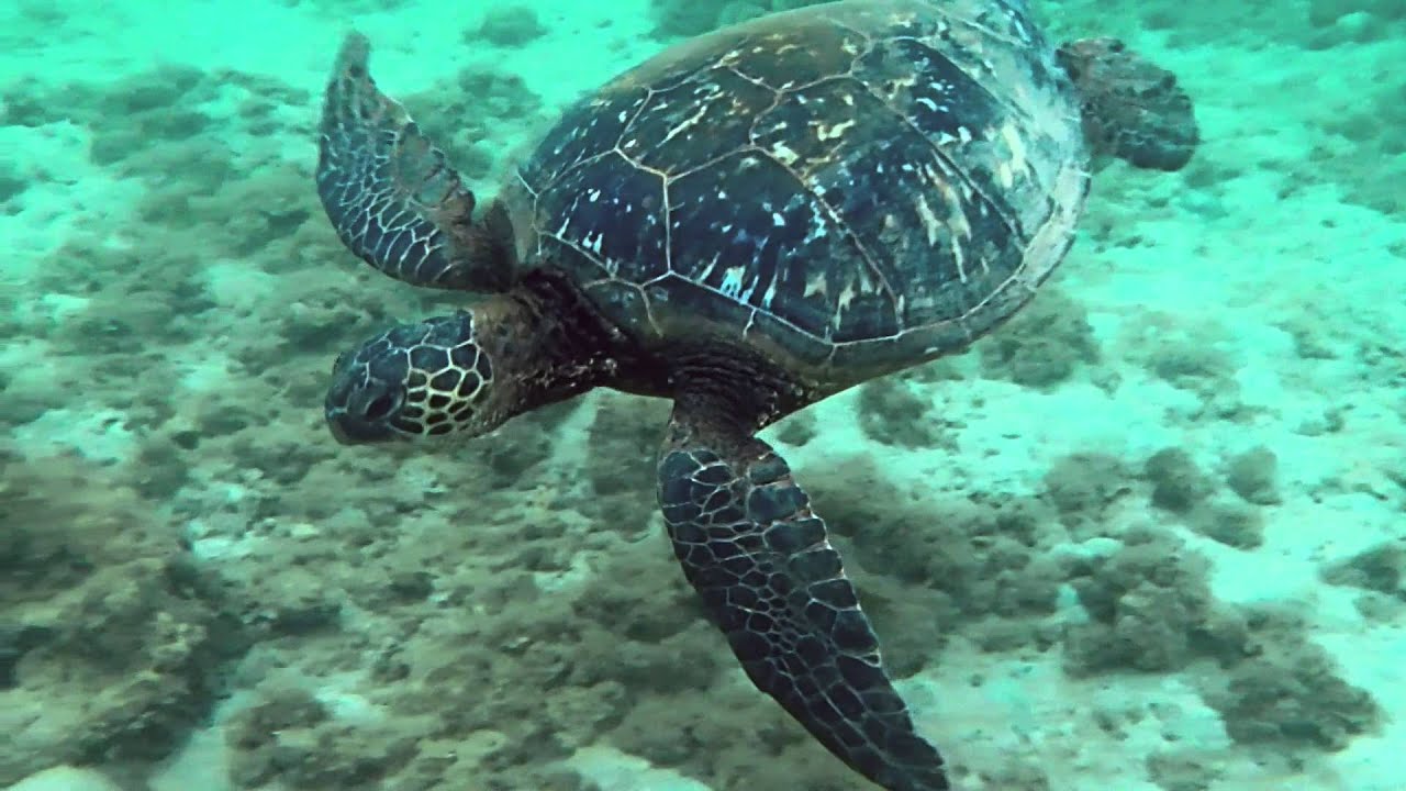Anini Beach Turtle Swim #1