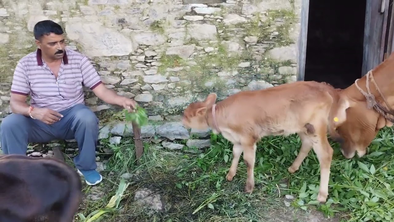 हमारी गाय की बछिया हुयी किया नामकरण