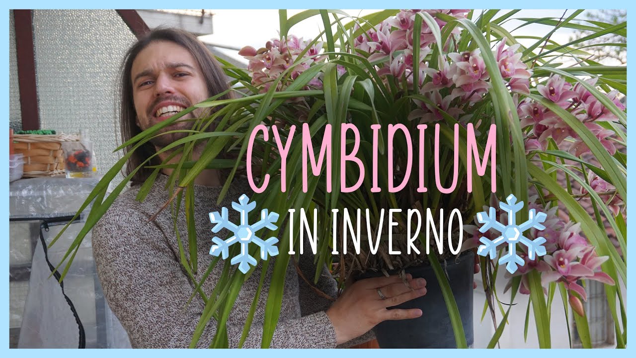 🌸Come coltivare i Cymbidium in INVERNO❄️