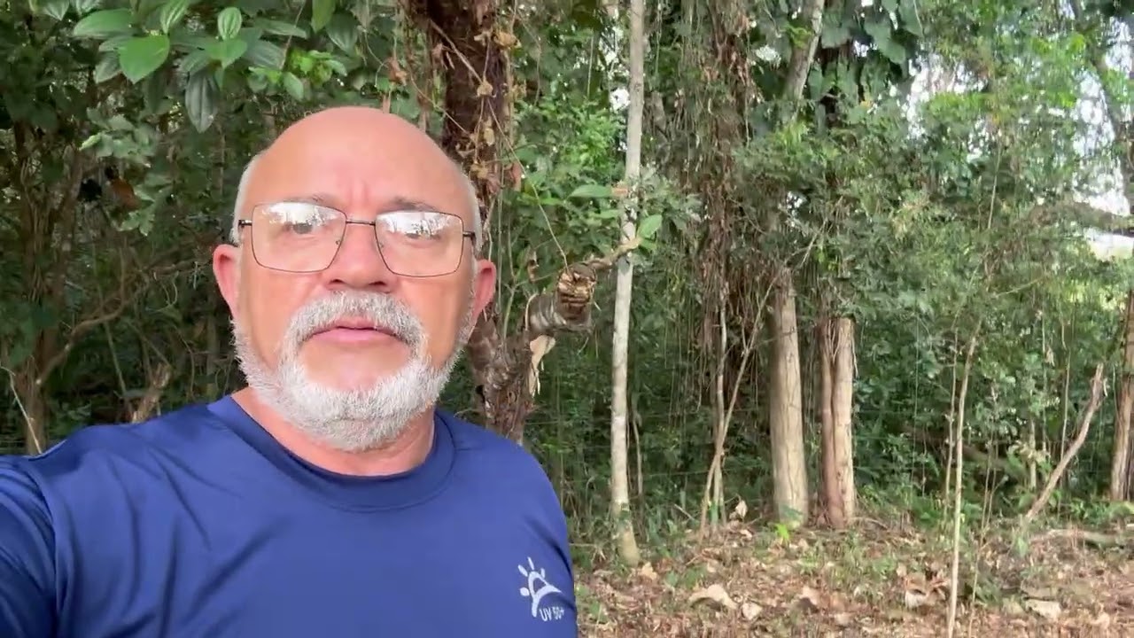Plantio de Cacau no Sistema Cabruca no Município de Estância - Se