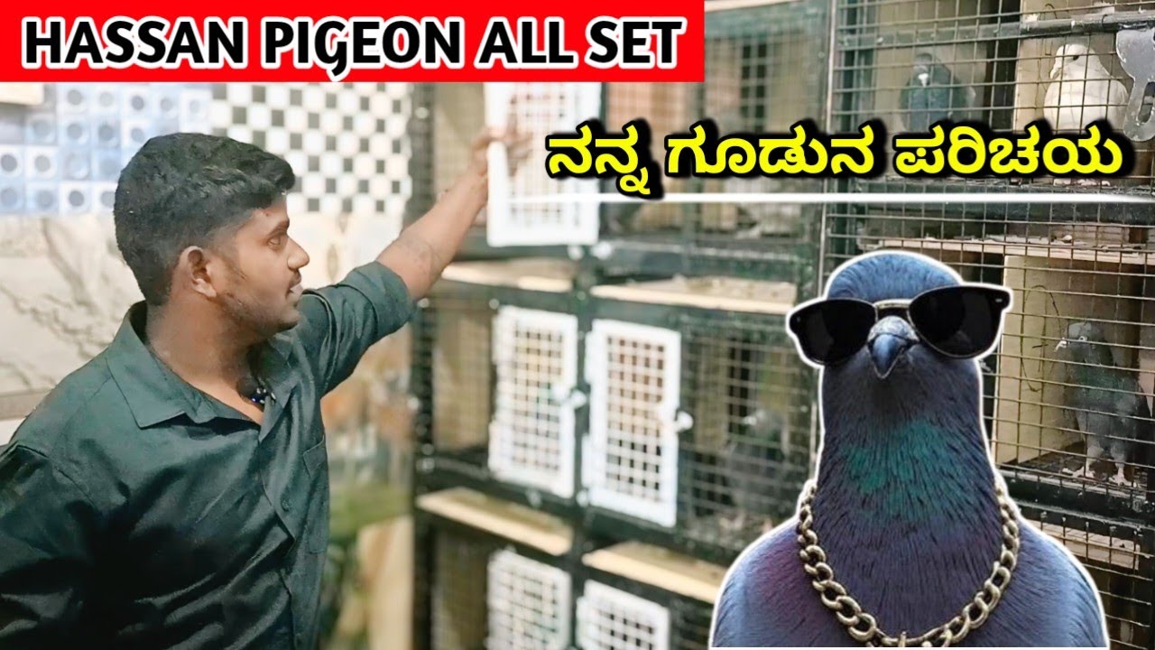 ನನ್ನ ಗೂಡುನ ಪರಿಚಯ 🕊️💥 loft update @Hassanpigeonsale5627 @hassanpigeon3878 